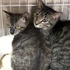里親決定。若いママ猫かのんちゃん避妊済み サムネイル2