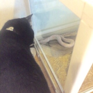 コーンスネークベビーピンクアルビノ5歳