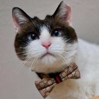 グラサージュ♡家族ができました