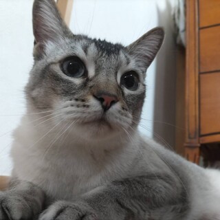 ソマリ＆ベンガルBoy