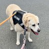 穏やかな甘えん坊「タンク」黄ラブ10歳男子 サムネイル2