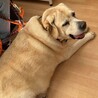 穏やかな甘えん坊「タンク」黄ラブ10歳男子 サムネイル3