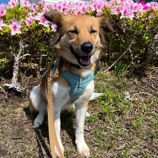 フワフワのお耳としっぽが可愛い♪少し内気な女の子　