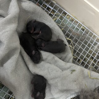 ネザーランドドワーフ同士の子　4匹　4/29生まれ