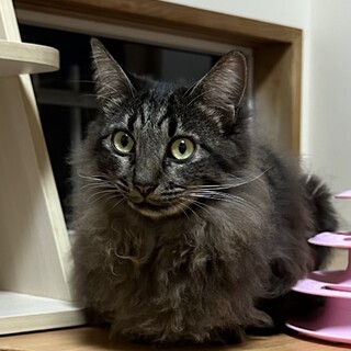 優しくておりこうさん　オリビアちゃん