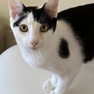 抱っこ大好き甘えんぼ　いくらちゃん