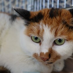 ネスタ猫の里親会@荻窪 サムネイル3