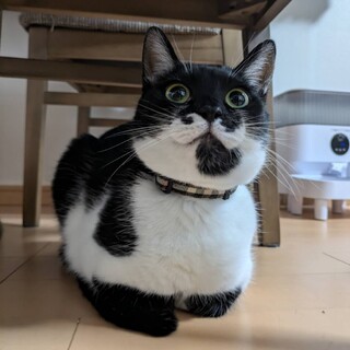 猫と仲良し白黒 レクサ♀