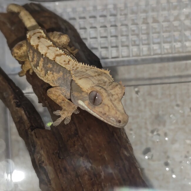 なべ1130のカバー写真