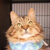ふくふくたらこちゃん サムネイル2