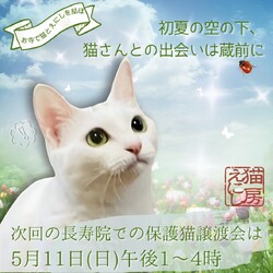 猫房えにしの保護猫譲渡会@長寿院
