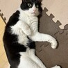 甘えんボーイすりすりパーヴォさん