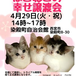 もふもふ西宮　ほごねこの幸せ譲渡会