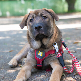 6ヶ月の男の子 かえでくん