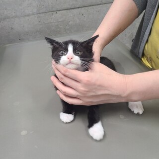 遊ぶの大好きパピコくん♡