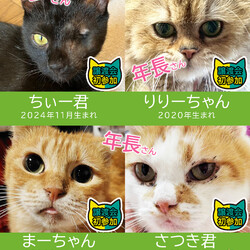 子猫含む20匹★愛知県みよし市