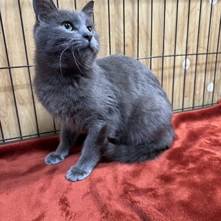 グレー好き必見！よく遊びよく寝る甘えん坊❤ブルー