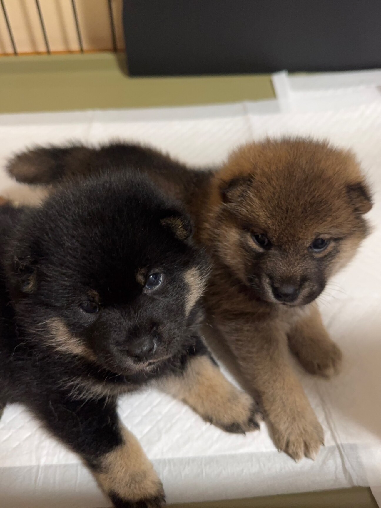 黒柴（♀）と茶柴（♀）の」神奈川県 - 犬の里親募集(514515