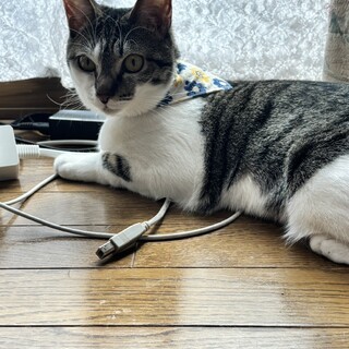 ツンデレ女の子「ブンブク」