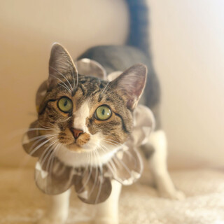 ෆ⃛単頭飼い希望ෆ⃛もくちゃん