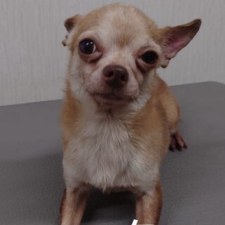 可愛いチワワの男の子