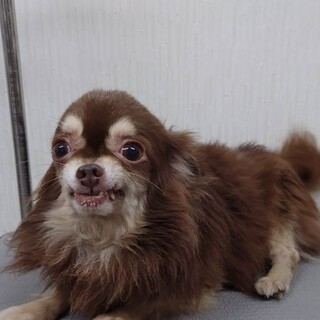 フレンドリーなジャック　人が大好き男の子