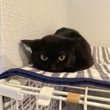 美人で小さな黒猫マミちゃん