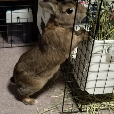 部屋んぽで外に出てもチモシー食べる