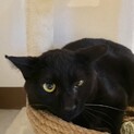 賢い黒猫の男の子♪ジョニーくん
