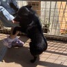 人が大好き陽気なサンバちゃん サムネイル2