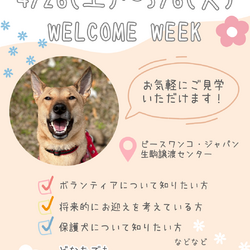 保護犬セミナー（生駒譲渡センター）