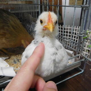 ウズラチャボ（鶉尾）の中雛２羽（♂）の里親さん募集