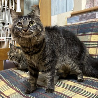 ふわふわのキジトラ、ライムちゃん