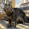 ふわふわのキジトラ、ライムちゃん