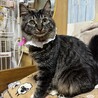 ふわふわのキジトラ、ライムちゃん