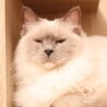 美にゃん代表！あまえんぼなミーナちゃん♡ サムネイル2
