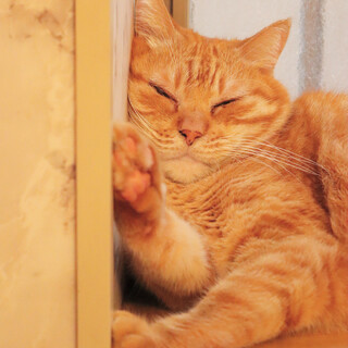 お膝大好きな甘えんボーイ！デニーくん♡