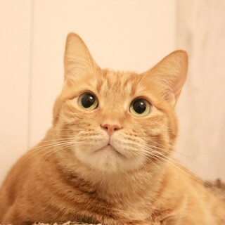 おしゃべりな茶トラガール！ラニちゃん♡