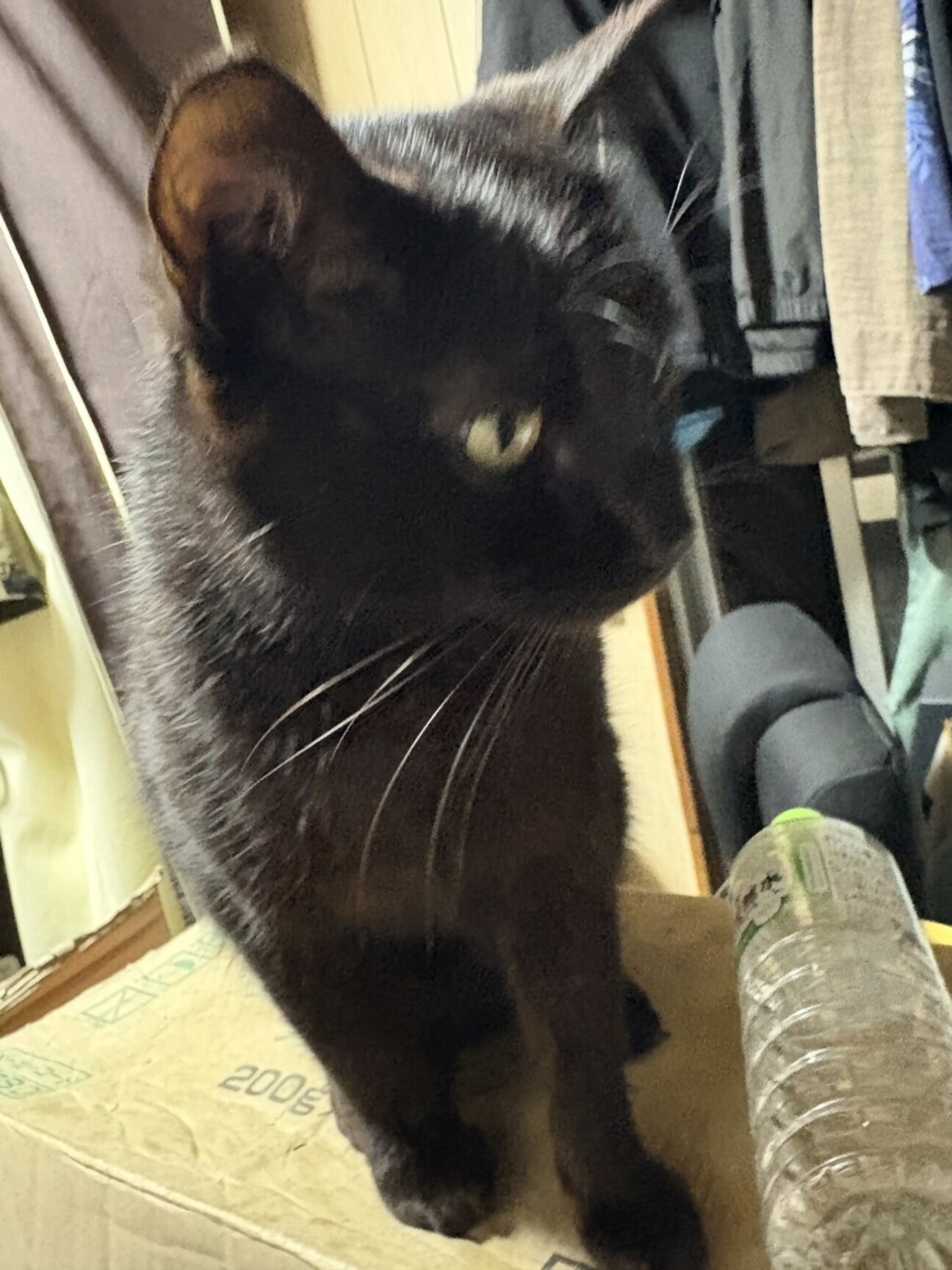 ととなわ 黒猫ー青縄五本 猫小町カラー 矢がすり ブルー | ペティオ オンライン ショップ本店