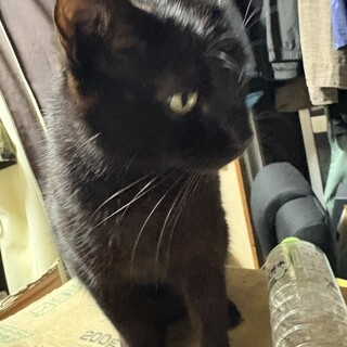 黒猫　オス