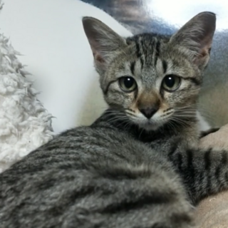 人懐っこいキジの女の子『ここのえ』♀