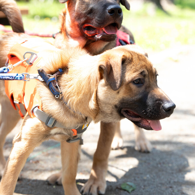 Rico’s ハウスのカバー写真