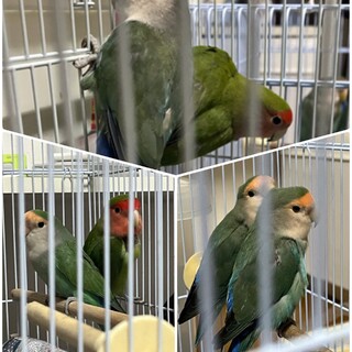 コザクラインコ５羽