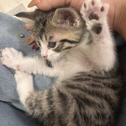 in岡崎市☆ついに子猫も？☆猫達を暖かいオウチに迎えよう☆2025年5月3日（土）～ちーむにゃいんず