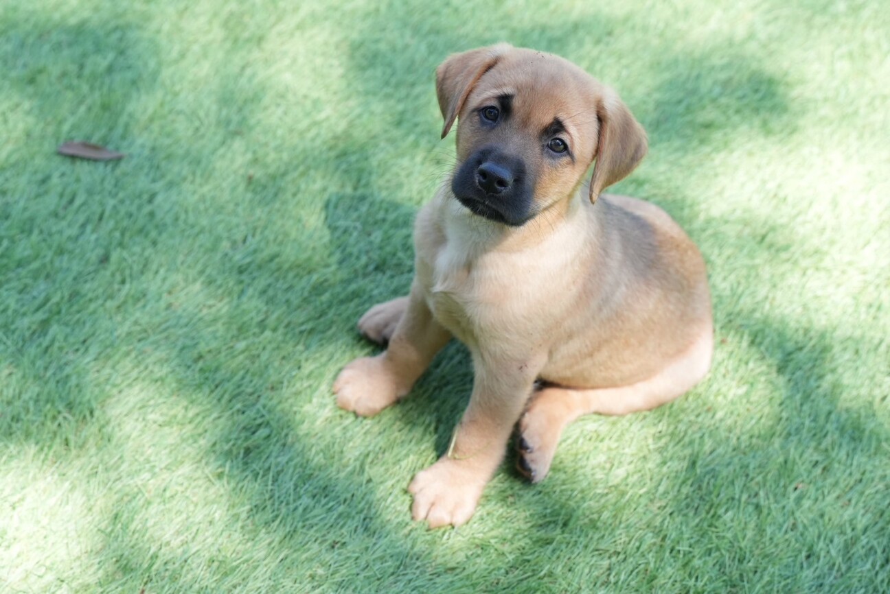 Amazon.co.jp: 高知限定 土佐もも ぬいぐるみマスコット 土佐犬