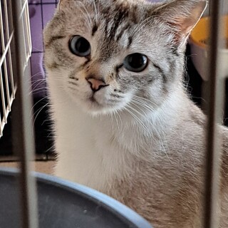 家族が見つかりました!ありがとうございました!