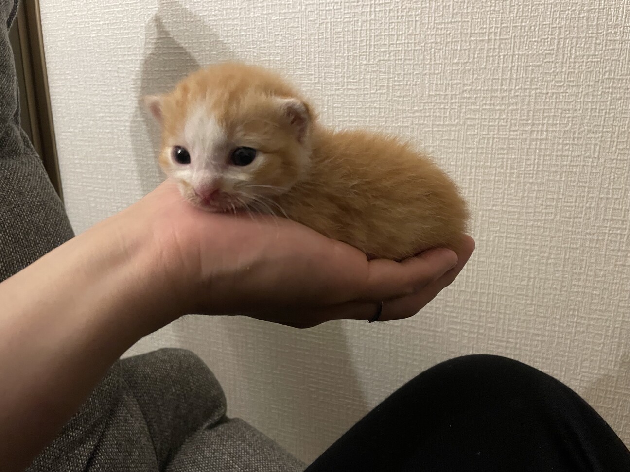 一時中断）靴下茶トラ柄」徳島県 - 猫の里親募集(514539) 6枚