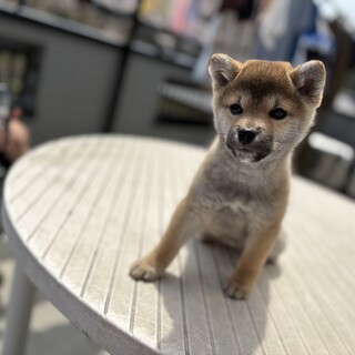 大人しくて甘えん坊な柴犬の女の子です