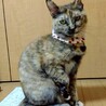人馴れ抜群！エアふみふみする❤︎あずきちゃん サムネイル1