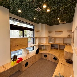 ねこの森保護猫譲渡会 サムネイル2